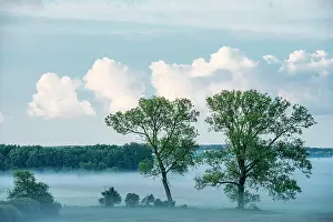 Usedom: Trees in morning mist, Thurbruch fenland, Usedom
