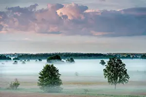 Usedom: Trees in morning mist, Thurbruch fenland, Usedom