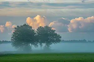 Usedom: Trees in morning mist, Thurbruch fenland, Usedom
