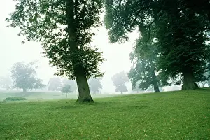 Parkland: TREES - in parkland