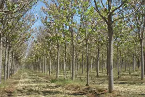 Eric Lindgren: Trees in a Paulownia plantation in Queensland