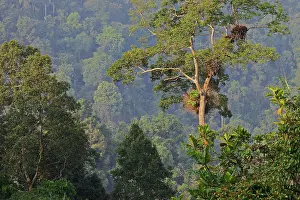 Java: Trees in rainforest Gunung Gede Pangrango
