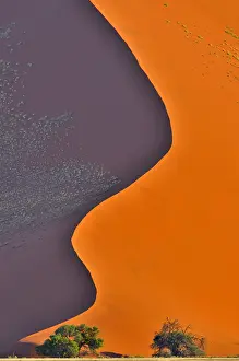 Naukluft: Trees in front of red sand dune of the Sossusvlei