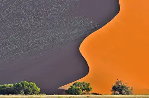 Naukluft: Trees in front of red sand dune of the Sossusvlei