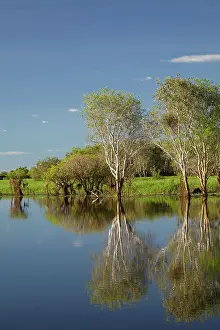 Floodplain: Trees reflected in Yellow Water Billabong