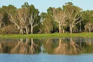 Floodplain: Trees reflected in Yellow Water Billabong