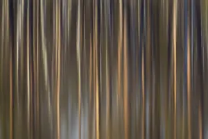 Arty: Trees reflecting in a lake - Vaermland, Sweden