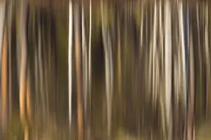 Arty: Trees reflecting in a lake - Vaermland, Sweden