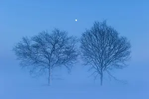 Hour: Trees with rising moon in melancholic, winterly