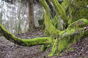 Hautes: Trees and rocks are covered with a thick layer