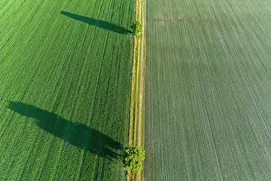 Shadows: Two trees and shadows between fields, Marion County