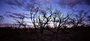Macdonnell: Trees silhouetted at sunset. West MacDonnell.National