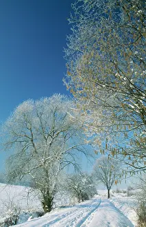 Hazels: Trees in Snow - Hazel (Corylus avellana) & Willow
