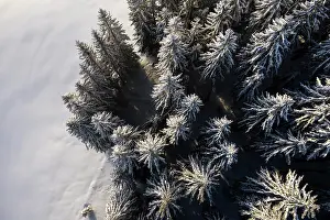 Brixen: Trees from above with snow in winter, aerial view