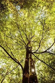 Navarra: Trees with sunburst Irati Forest, Navarra, Spain