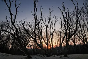 Duinen: Trees at Sunrise in backlight