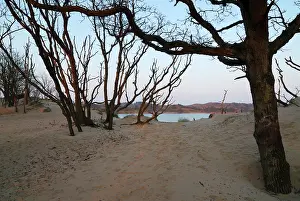 Duinen: Trees at Sunrise with lake behind