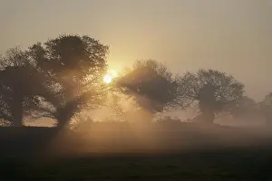 211119: Trees at sunrise with mist - Norfolk UK