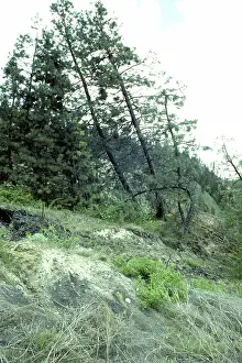 Okanagan: Trees tilted by slumping