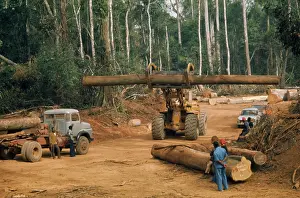 Destroy: Trees