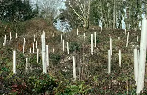 Reforestation: Trees