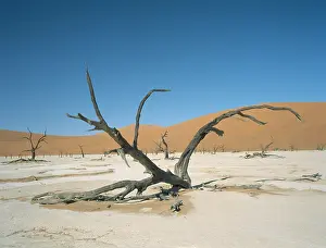 Parched: Trees