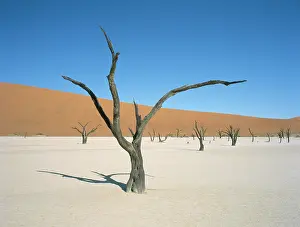 Parched: Trees