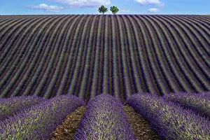 Undulating: Two trees in an undulating lavender field, flowe