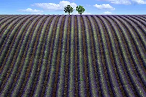 Undulating: Two trees in an undulating lavender field, flowe