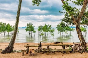 Flood: Trees in the water on a flooded stretch of beach