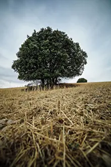 Cuenca: Trees in wheat field Cuenca, Castilla La Mancha, Spain