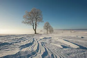Constance: Trees in winter landscape with snow drifts, Konstanz