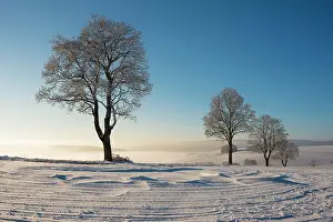 Constance: Trees in winter landscape with snow drifts, Konstanz