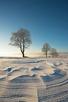 Constance: Trees in winter landscape with snow drifts, Konstanz