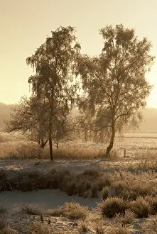 Rime: Trees in winter landscape at sunrise
