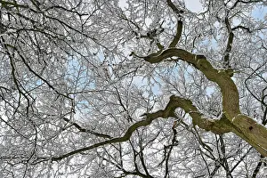 Treetops: Treetops covered with snow