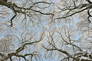 Treetops: Treetops covered with snow