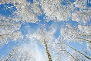 Treetops: Treetops of deeply snow-covered beech forest in