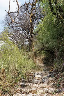 Paysage: Trekking trail in Nepal to Sandakhphu