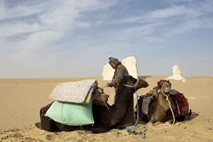 Dromedary: Trekking in the white desert Egypt