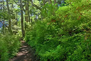Fuchsia: Tres Lagos Trail - the Three Lakes Trail leads