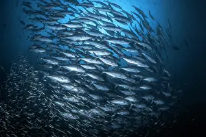 Multitudes: Trevalys shool, Koh Tachai, Similan Islands, Thailand