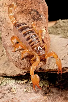 Burrowing: Tri-Color Burrowing Scorpion, Opistothalmus