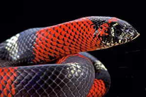 Pulcher: Tri-color hognose snake (Lystrophis pulcher), Brazil
