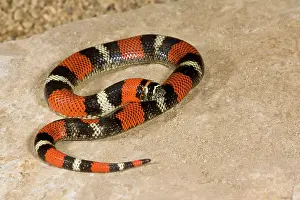 Hognose: Tri Color Hognose Snake, Lystrophis semicinctus