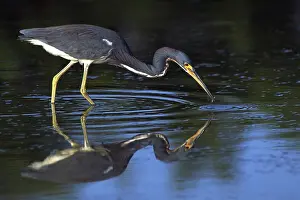 Ripples: Tri-colored heron