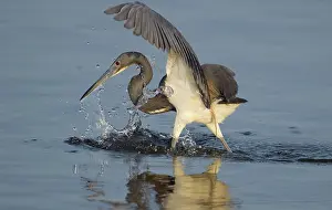 Tricolor: Tri-colored Heron
