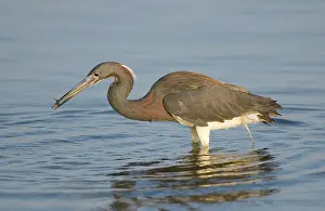 Tricolor: Tri-colored Heron