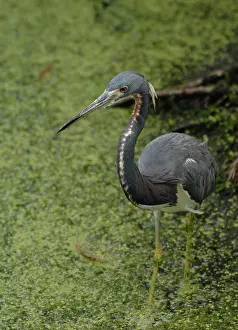 Ardeidae: Tri-colored Heron