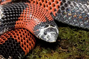 Oklahoma: Tri-colored Hognose Snake